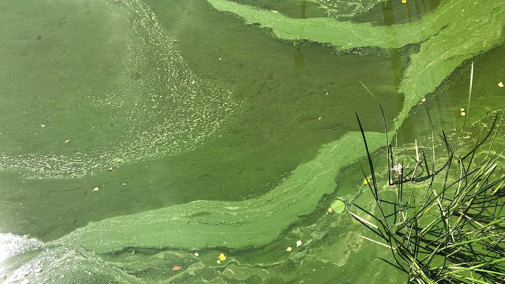 WWF ja Suomen ympäristökeskus tarjoavat pian mahdollisuuden seurata planktonliveä