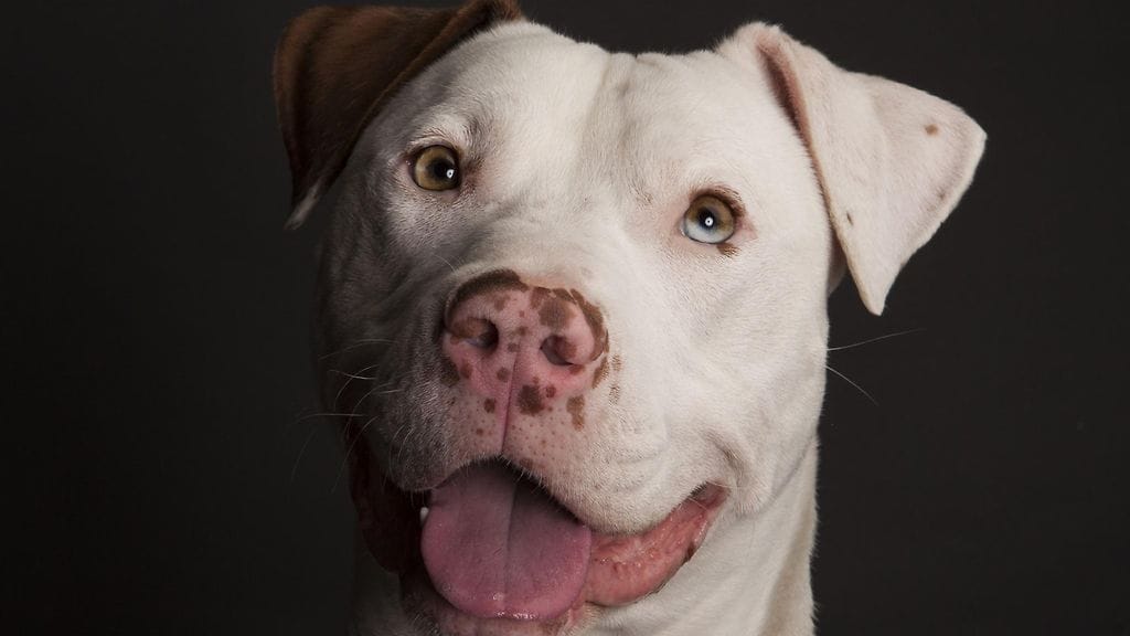 Kuvituskuvaa. Amerikanstaffordshirenterrieri.