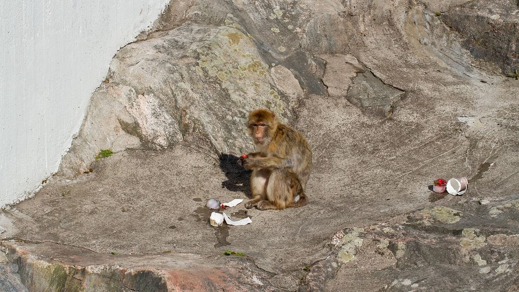 Korkeasaari berberiapina