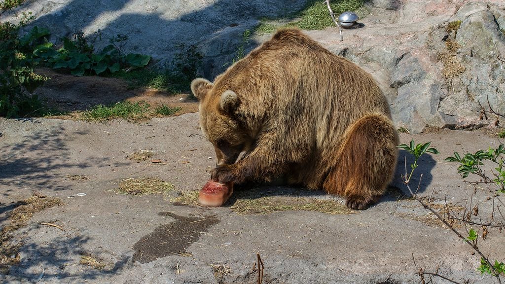 Korkeasaari karhu herkuttelee