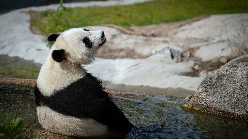 Nyt on pandallakin hiki, kun hellelämpötiloja on päivä toisensa jälkeen.