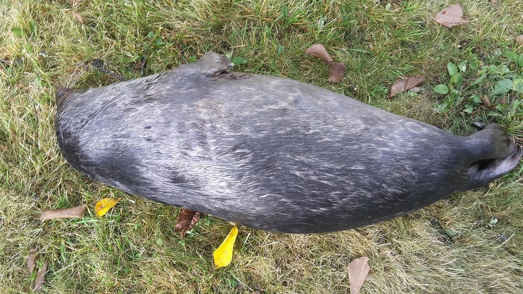 Kuutti löytyi kuolleena kalaverkoista.