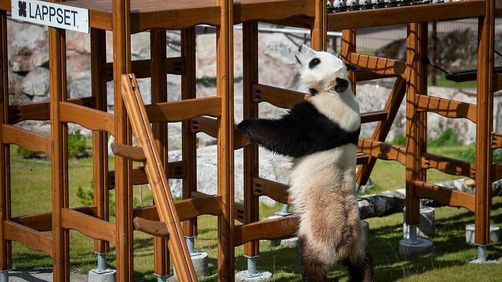 Pyry ja uusi kiipeilyteline Ähtärissä.