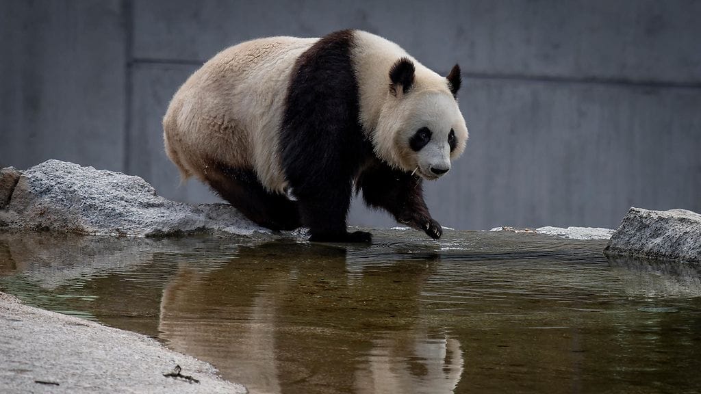 ÄhtäriZookesä-54524