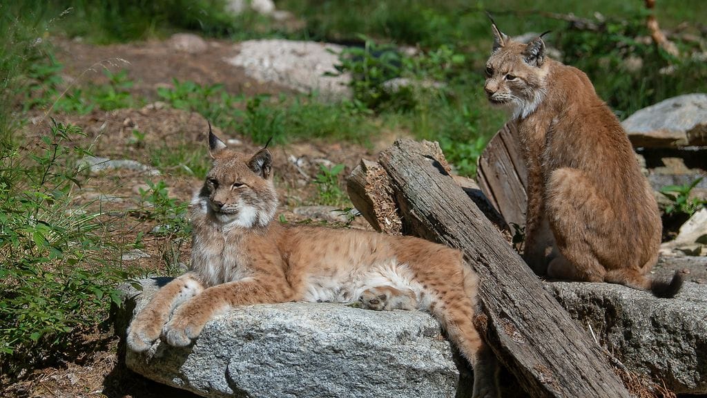 Arkistokuva: Ilveksiä Ähtärin eläintarhassa