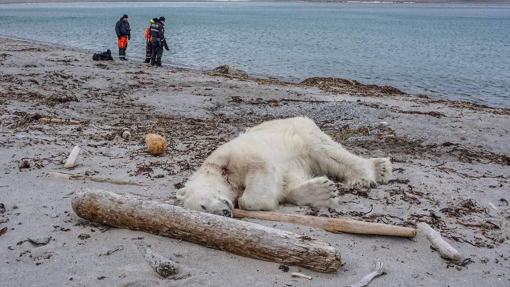 Jääkarhu ammuttiin kuoliaaksi Huippuvuorilla 28.7. 2018 kun se oli hyökännyt ihmisen kimppuun.