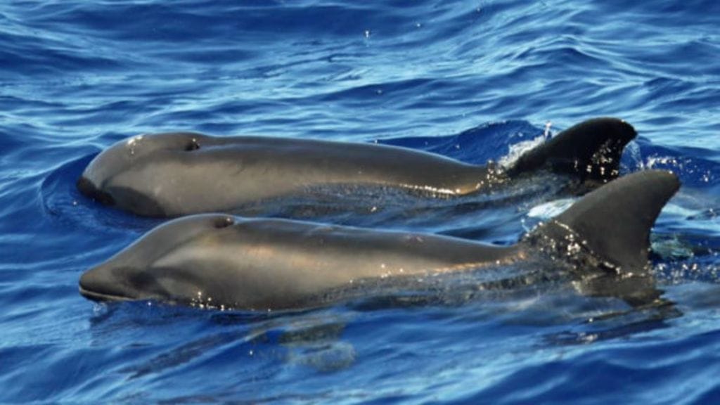 "Wholphin" on kuvassa etummaisena. Takana ui melonipäävalas.