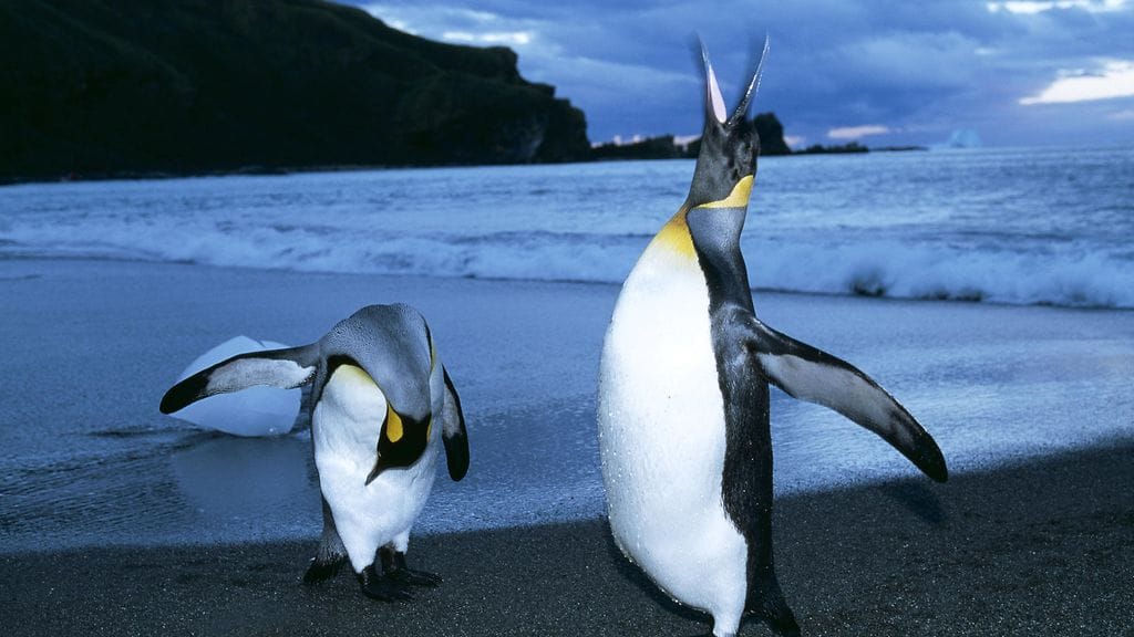 Kuningaspingviinit AOP