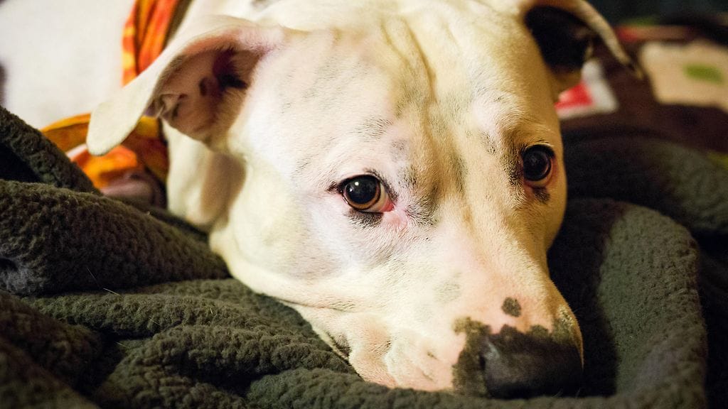 shutterstock_1023484084