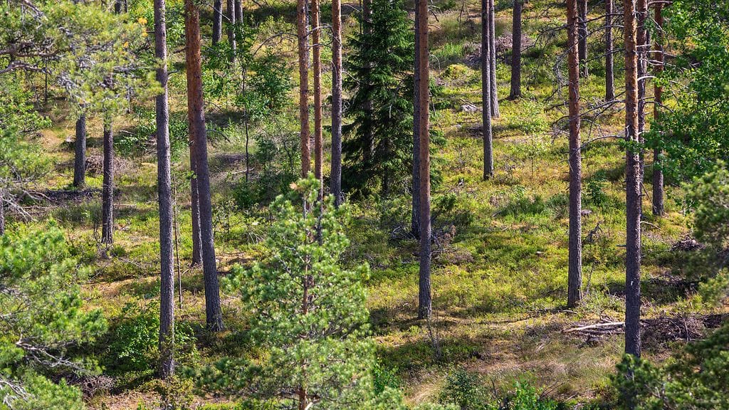Kuvituskuva. Lounais-Suomessa Karviassa aamulla kadonnut marjastaja on löytynyt, kertoo poliisi.
