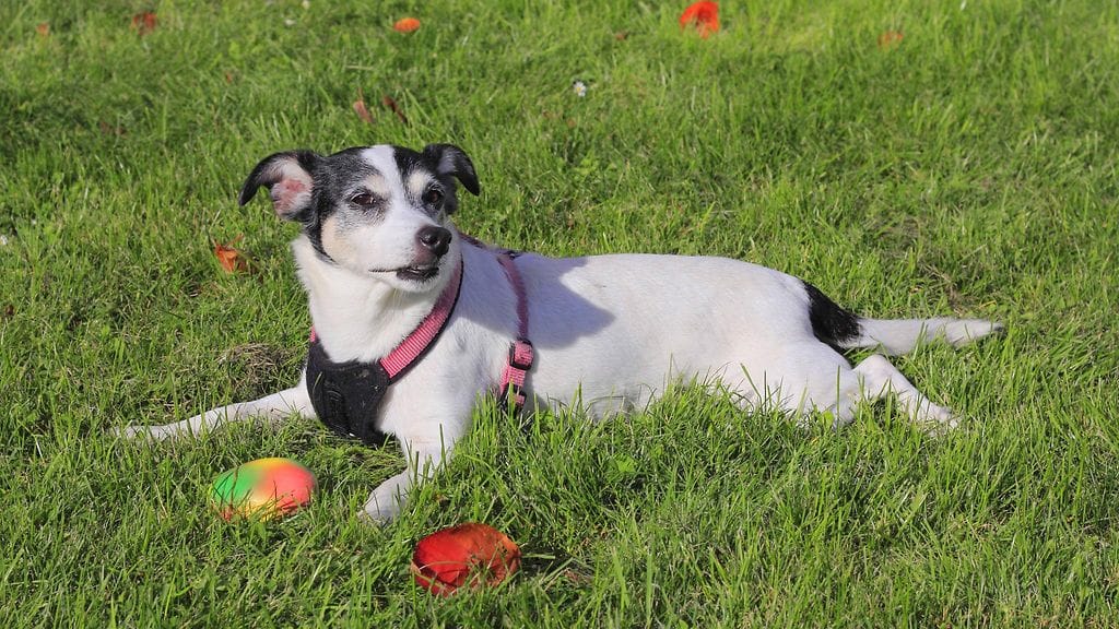 Suivaantuneen miehen uhriksi joutunut koira oli pieni parsonrussellinterrieri tai jackrussellinterrieri. Kuvituskuvassa jackrussellinterrieri.