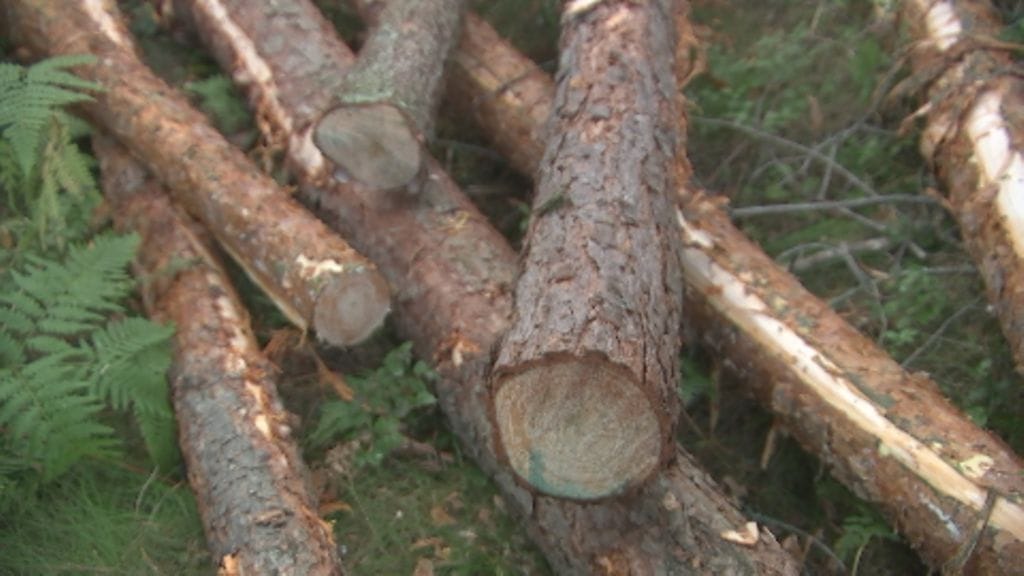 Hakkuiden lisääminen pienentää hiilinielua eikä negatiivisia ilmastovaikutuksia puystytä korjaamaan vuosiin.
