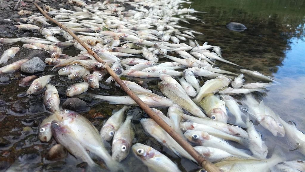 Kuolleet kalat vihdissä3