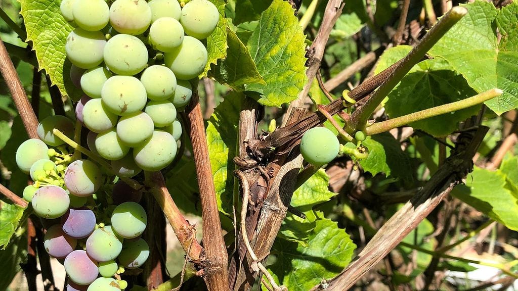 viini, viininviljely, Tuusula, rypäleet