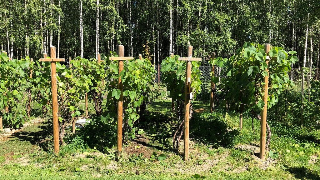 viini, viininviljely, Tuusula, viiniköynnös