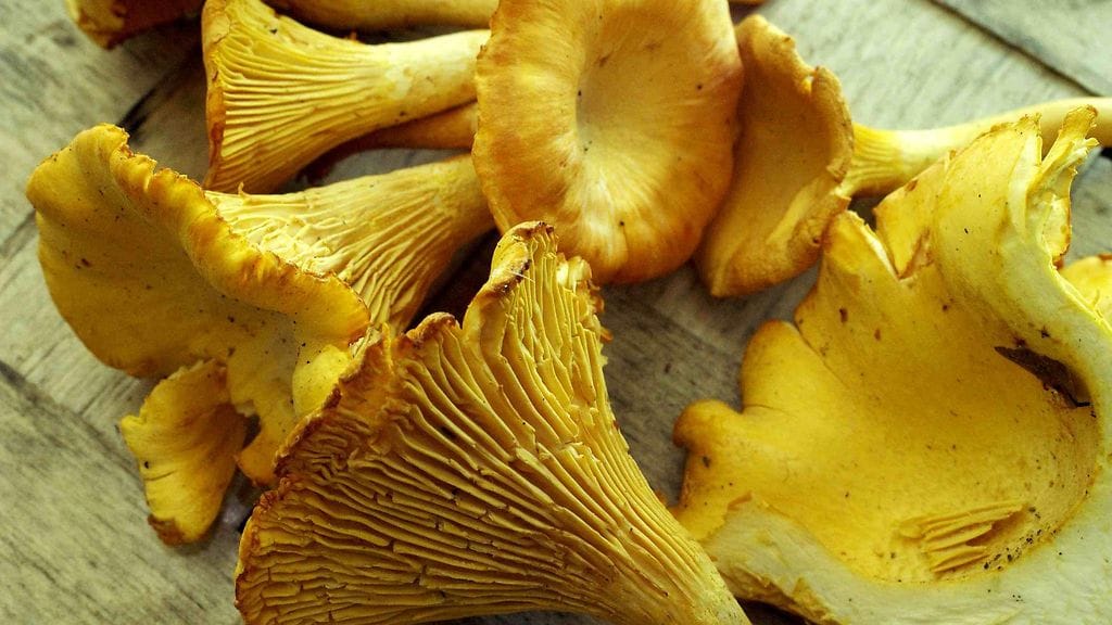 Sienisato voi jäädä joidenkin lajien osalta laihaksi tänä syksynä.