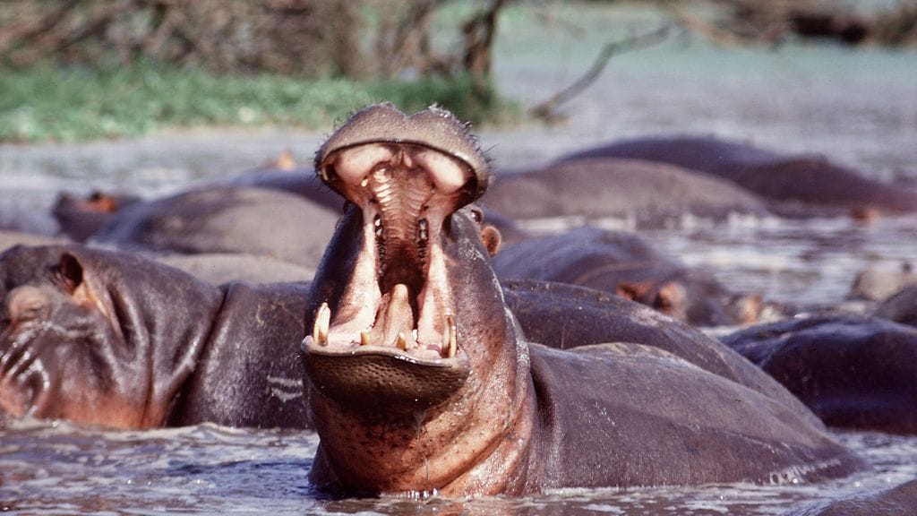 Virtahepo on hyökännyt kaksivuotiaan pojan kimppuun Ugandassa Afrikassa. Kuvituskuva.