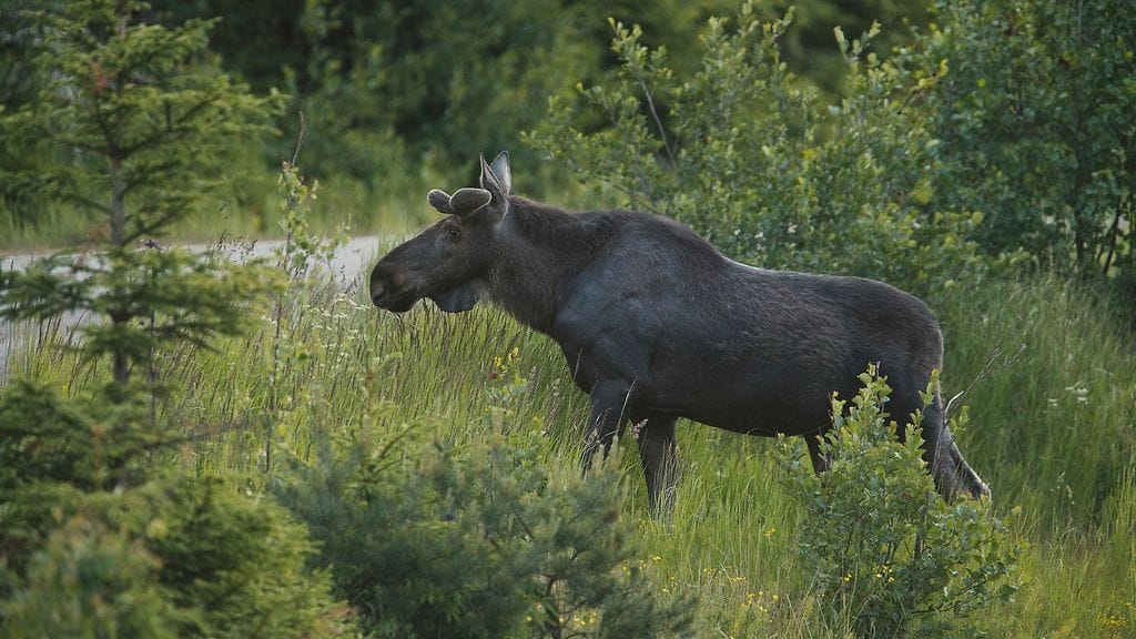 Henkilöauton kuljettaja ei loukkaantunut onnettomuudessa ja hirvimiehet lähetettiin metsästämään mahdollisesti loukkaantuineita eläimiä.