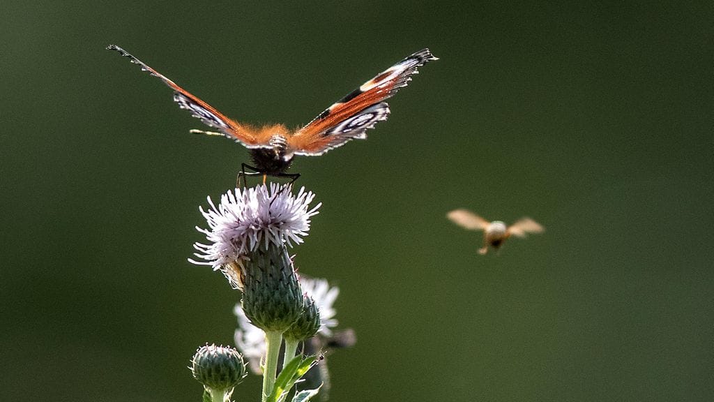 Pitkään kestäneen helleaallon vuoksi päiväperhoset kuoriutuivat jopa kolme viikkoa etuajassa.