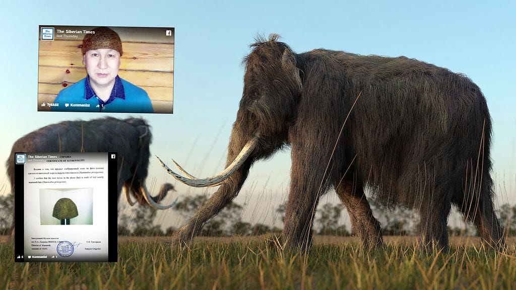 Mammutinkarvasta on valmistettu ensi kertaa tuhansin vuosiin hattu.