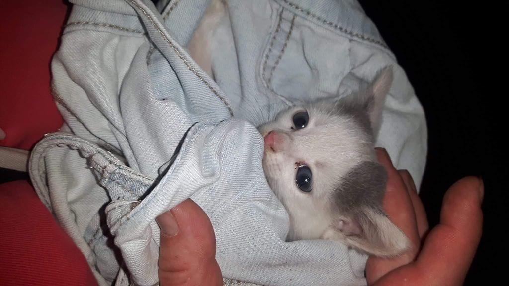 Metsästä löydetty kissanpentu voi olosuhteisiin nähden hyvin.