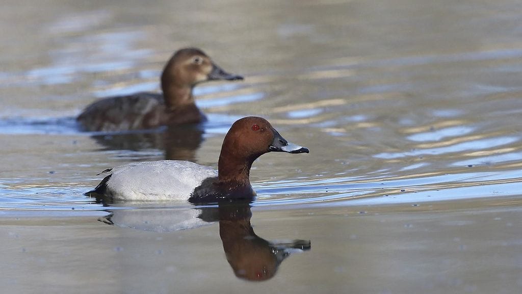 Punasotka on Suomessa määritelty erittäin uhanalaiseksi. Punasotkan metsästys on kielletty maa- ja metsätalousministeriön asetuksella kolmeksi seuraavaksi vuodeksi.