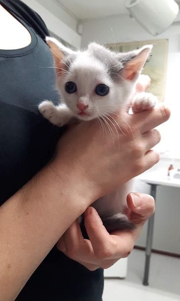 kissa ikkunasta kotka