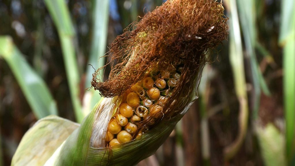 Pellervon taloustutkimuksen maatalousekonomisti Heini Lehtosalo arvioi, että 20 vuoden päästä Etelä-Suomessa viljellään rehuksi maissia.