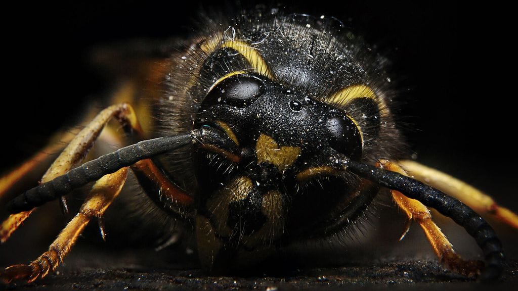 Autossa pörrännyt ampiainen aiheutti ulosajon Janakkalassa Kanta-Hämeessä, kertoo Hämeen poliisi.