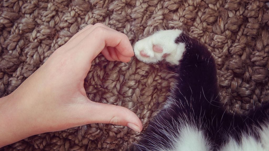 shutterstock_358480727