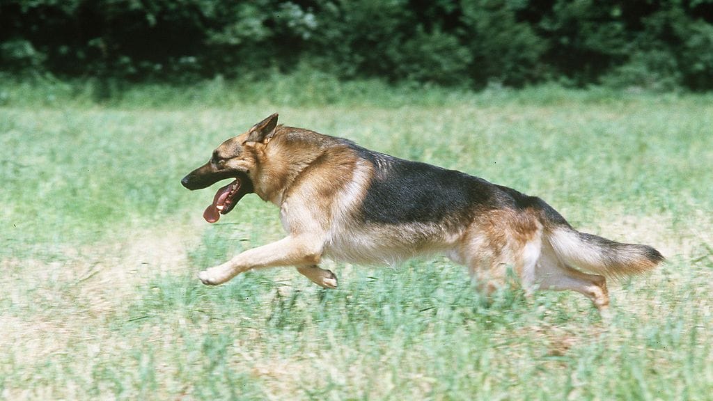 AOP, saksanpaimenkoira, koira, juoksee, niitty