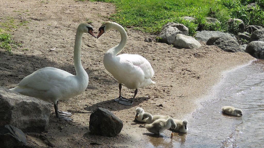 Kyhmyjoutsen on Suomessa rauhoitettu laji. Kuvituskuva.