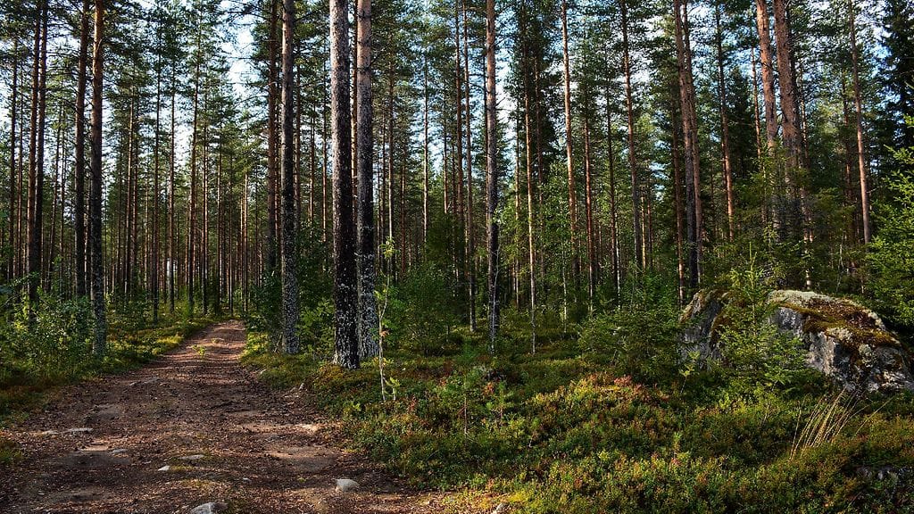 Nainen löytyi metsästä kylmettyneenä. Kuvan metsä ei liity tapaukseen.