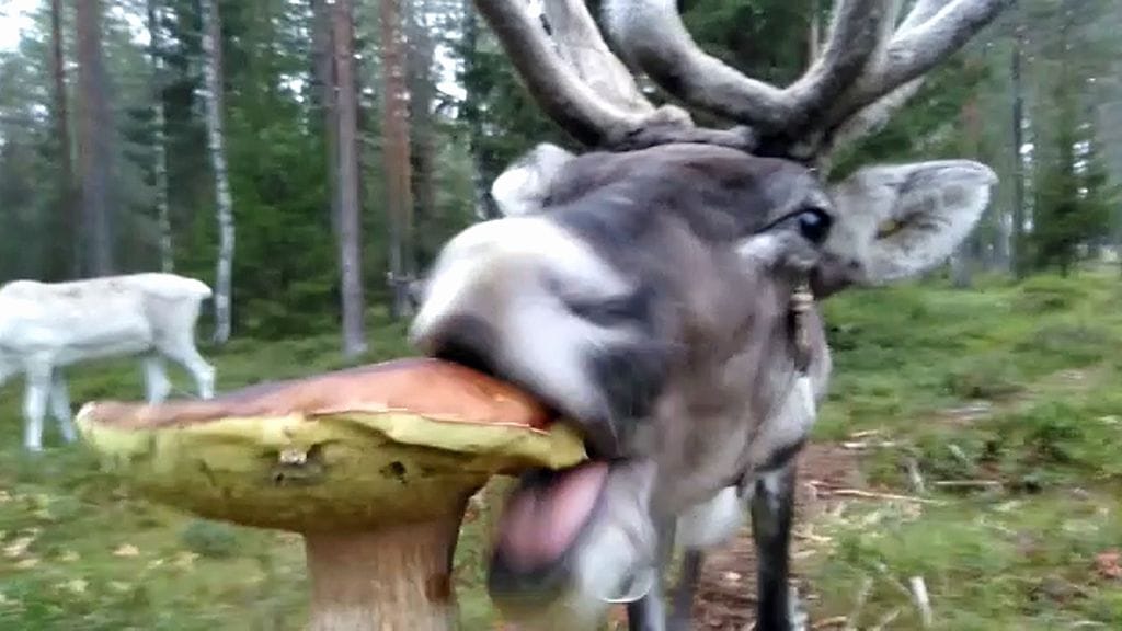 Mooses-poron herkkuhetki