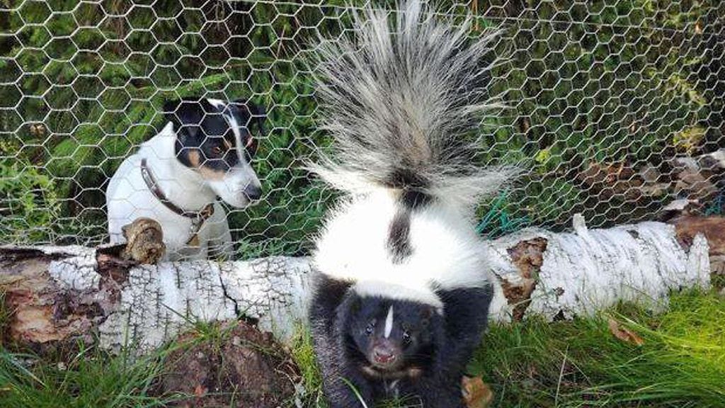 Wilma, skunkki.