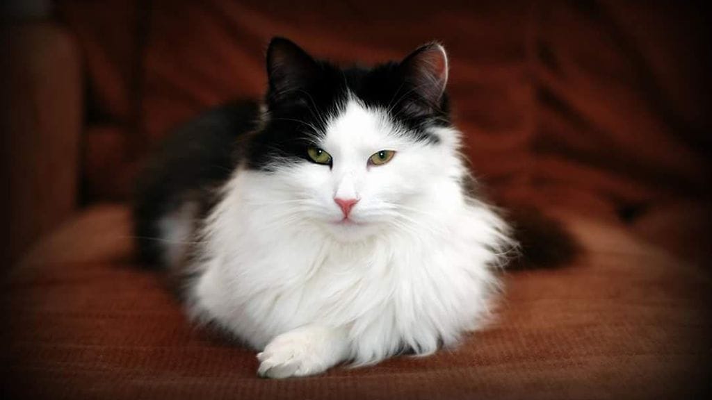 HUOM KUVA VAIN LIFESTYLEN JUTTUUN 40211783_2116862575254632_4325347979096489984_n