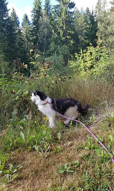 HUOM KUVA VAIN LIFESTYLEN JUTTUUN 40402785_2210471352566174_785164573404561408_n