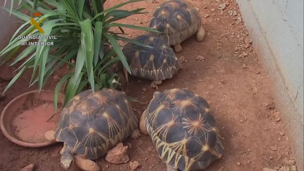 Mallorcalla suljettiin laiton kilpikonnafarmi, joka myi uhanalaisia kilpikonnia ja niiden munia.
