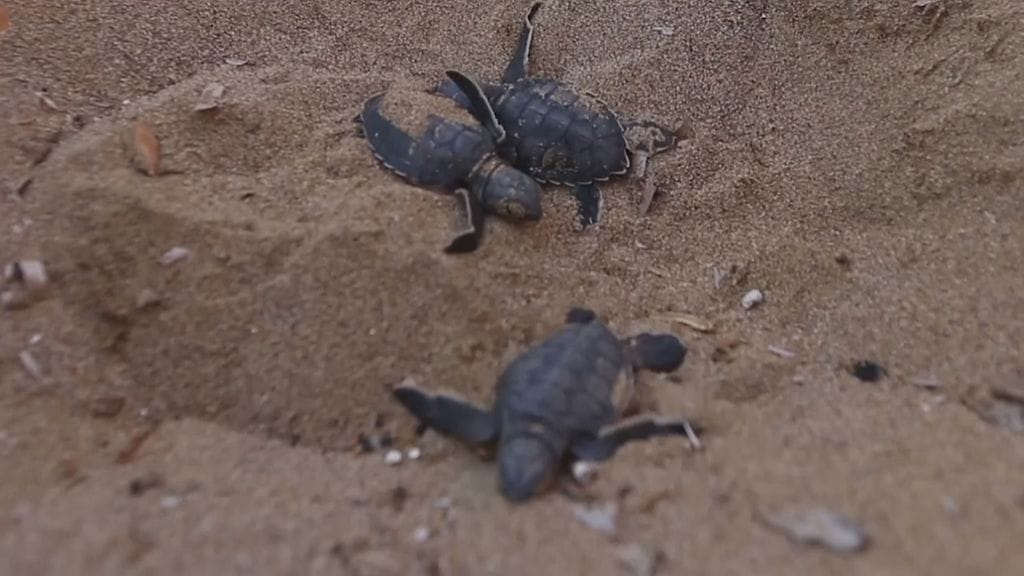 kilpikonnat, Kypros, uhanalaiset kilpikonnat