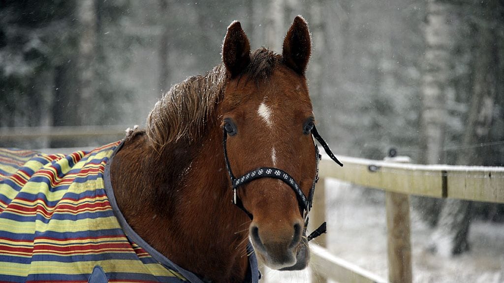 Hevosen lääkkeet sopvivat asiantuntijan mukaan vain hevosille.