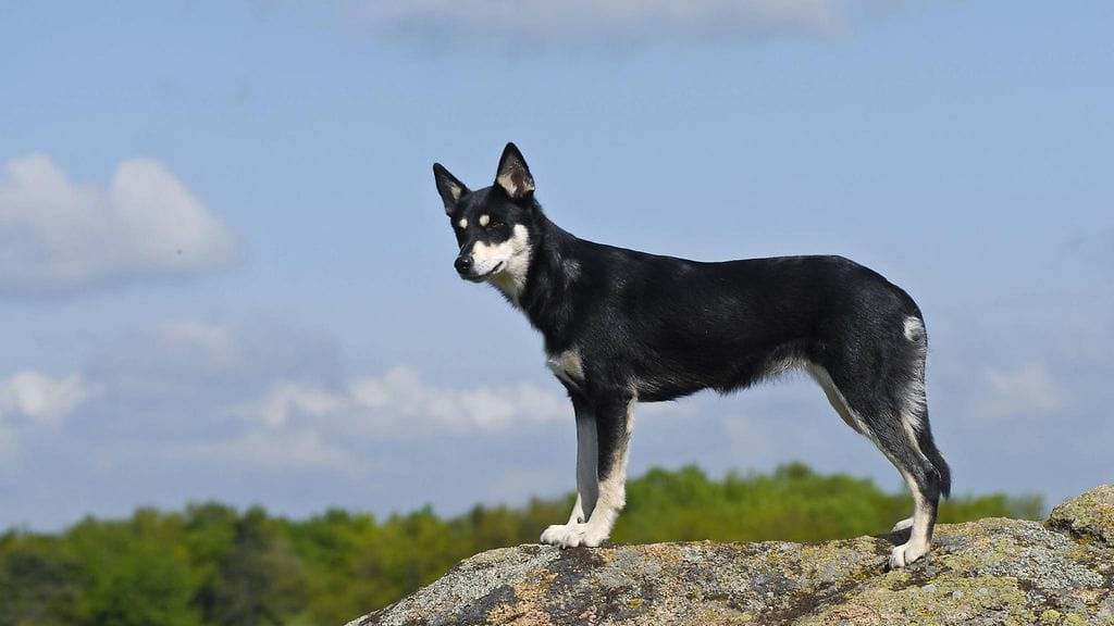 Enossa kaivoon tipahtanut koira oli rodultaan lapinporokoira. Kuvituskuva.