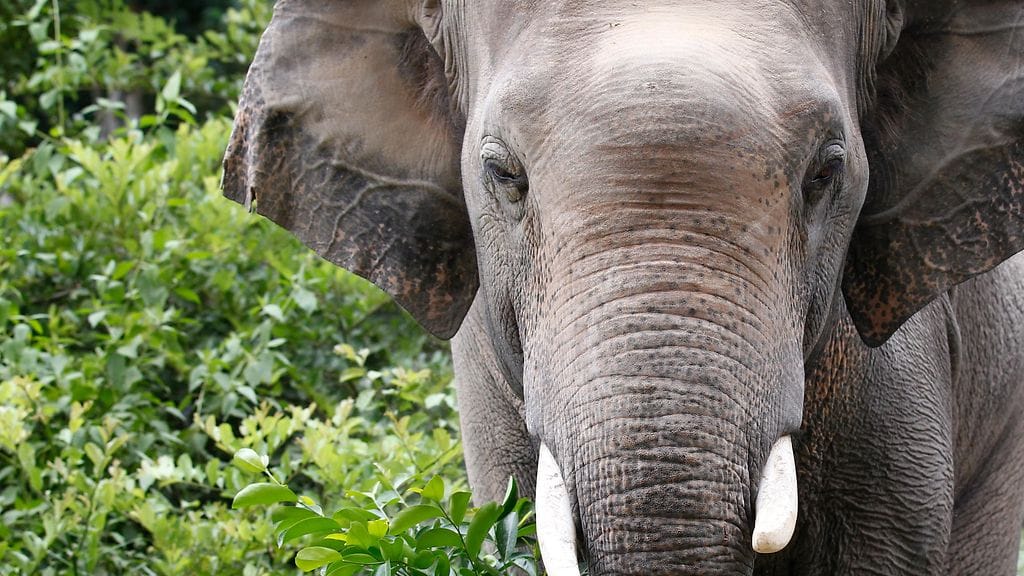 Botswanassa on noin 130 000 elefanttia.