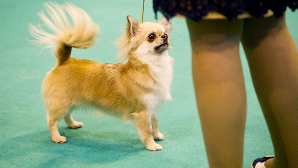 Kuvituskuva. Kuvan chihuahua ei liity tapaukseen.