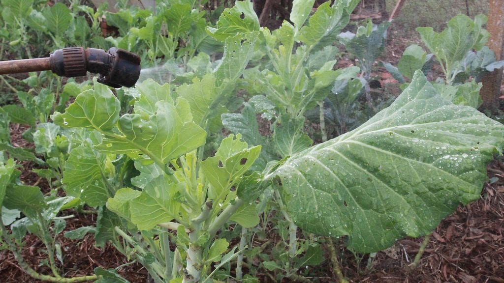 Glyfosaattia ei saa jatkossa käyttää päällystetyillä ja kivetyillä alueilla eikä leikkipaikkojen ja päiväkotien lähellä.