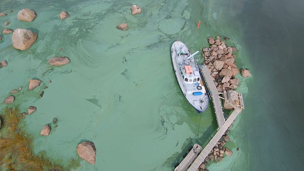 levätilanne, sinilevät, sinilevä, meri