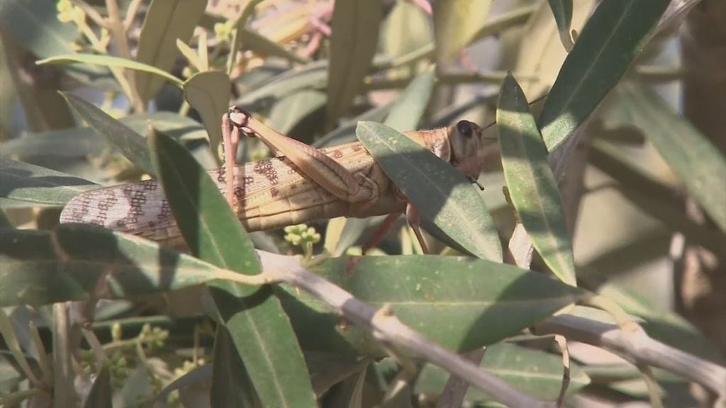 tuhohyönteiset, maissi