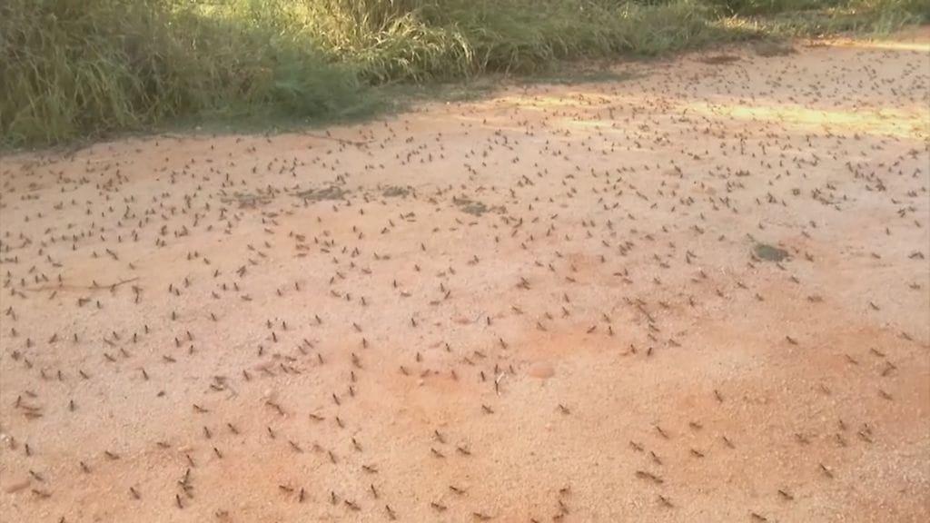 tuhohyönteiset, hyönteiset