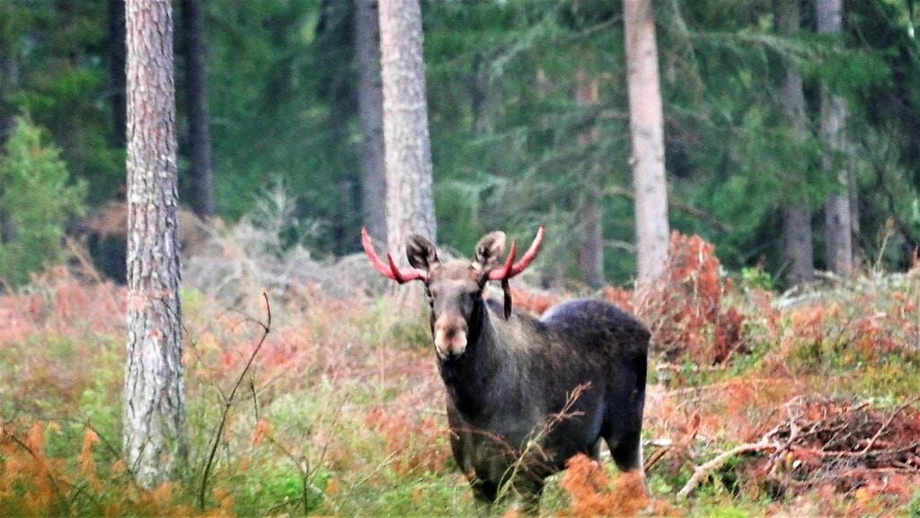 Uutissilmä, hirvi, metsä, luonto