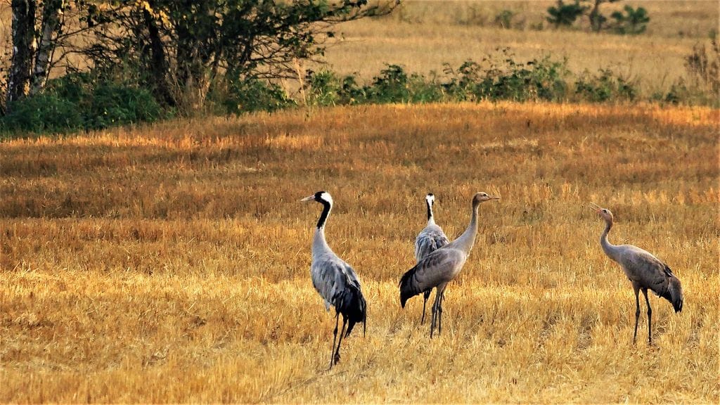 Uutissilmä, kurki, pelto, syksy