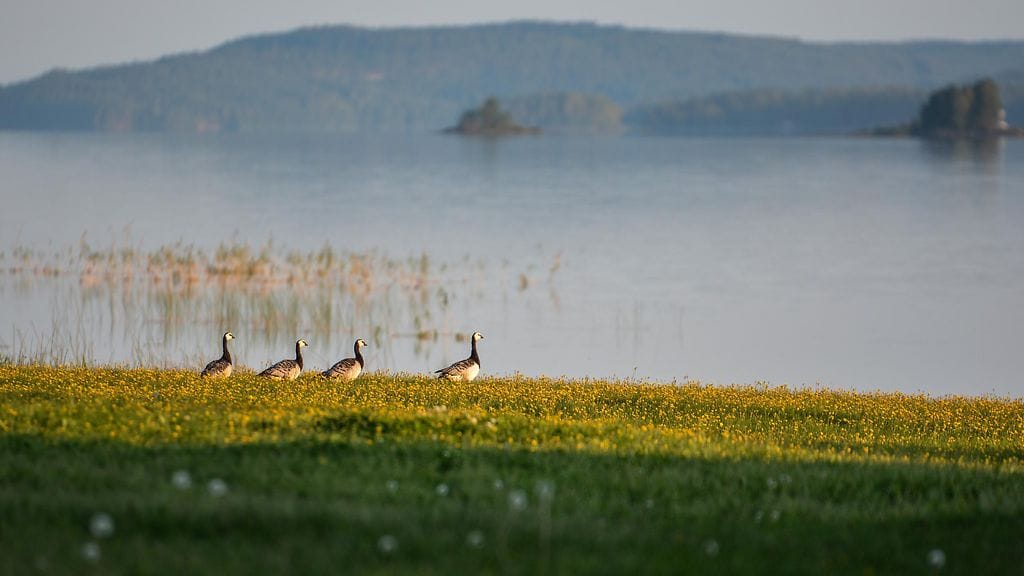 Uutissilmä, hanhet, järvi, sumu